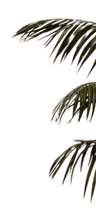 Palm Leaf - branch - High Resolution PNG