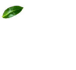 Green Leaf - Free Download PNG - leaf