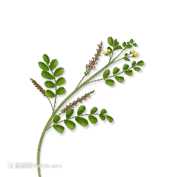 Alfalfa - purple - green - High Resolution PNG