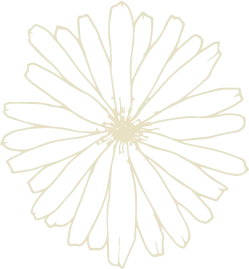 Chrysanthemum - petal - plant - Lossless PNG