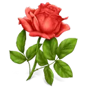 Rose - Lossless PNG - love