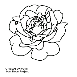 Rose - line drawing - Designer's Pick PNG