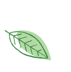 Green Leaf - PNG Images - nature
