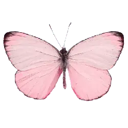 Pink Butterfly - beautiful - Transparent Background PNG