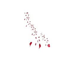 Rose Petals - romantic - flower - PNG Images