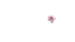 Cherry Blossom - beautiful - Lossless PNG - Pic 2