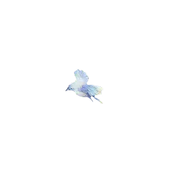 White Bird - flying - PNG Images