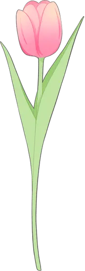Tulip - beautiful - Free Download PNG