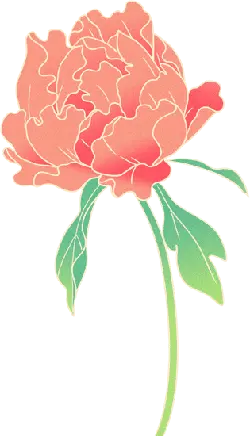 Peony - beautiful - High Quality PNG
