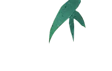 Clover - Free PNG - nature