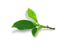 Green Leaves - High Quality PNG - Trending PNG