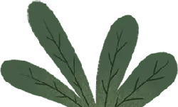 Clover - ecology - Free for Commercial Use PNG