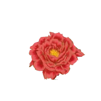 Rose - Curated PNG - High Download Count PNG