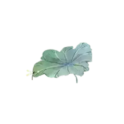 Cucumber Leaf - leaf - PNG Images