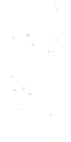 Pink Petals Falling - petal - spring - Transparent Background PNG