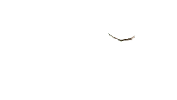 Bird in Flight - Trending PNG