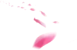 Petals Falling - Free for Commercial Use PNG