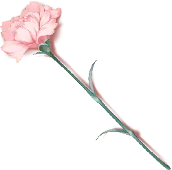 Carnation - petal - stem - High Resolution PNG