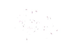 Pink Petals - falling - High Resolution PNG
