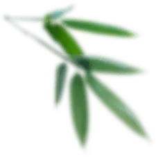 Bamboo - nature - High Quality PNG