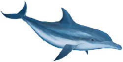 Dolphin - intelligent - Free for Commercial Use PNG