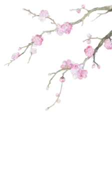Plum Blossom Branch - nature - branch - Free PNG