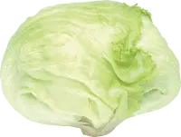 Lettuce - vegetable - fresh - No Background PNG