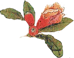 Pomegranate flower - red - Transparent Layer PNG