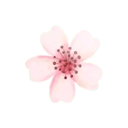 Cherry Blossom - nature - Designer's Pick PNG
