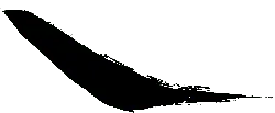 Black Owl - nocturnal - High Resolution PNG - Pic 3
