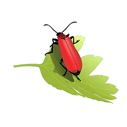 Firefly - insect - PNG Images