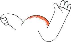 Muscular Arm - fitness - No Background PNG