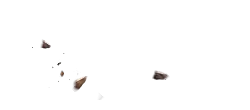 Butterfly - Curated PNG