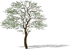 Tree - leaves - High Download Count PNG