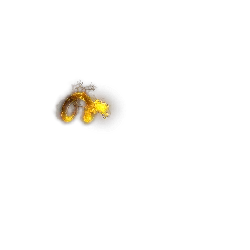 Dragon - gold - mysterious - PNG Images