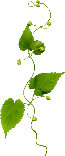 Hops - leaves - Free Download PNG