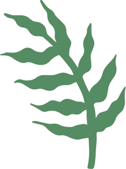 Fern Leaf - green - plant - High Resolution PNG