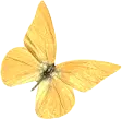 Yellow Butterfly - nature - Transparent Background PNG