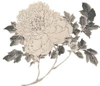 Peony - line drawing - art - No Background PNG