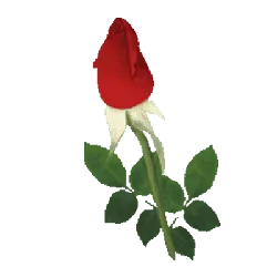 Rose - romance - Curated PNG