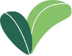 Two Green Leaves - nature - Transparent Layer PNG