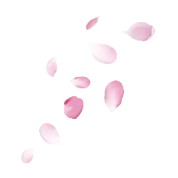 Pink Petals - PNG Images