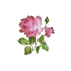 Rose - High Download Count PNG - PNG