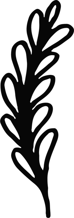 Laurel Leaf - plant - Transparent Background PNG