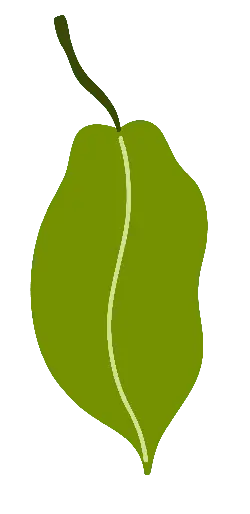 Pear Leaf - PNG