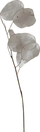Delphinium Silver Lining - silver lining delphinium - Free PNG