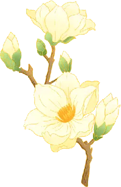 Magnolia - plant - yellow - Lossless PNG