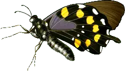 Papilio protenor - striped - Lossless PNG