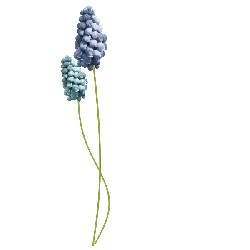 Grape Hyacinth - Designer's Pick PNG