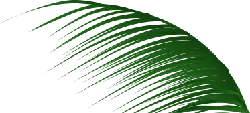 Feather - plant - nature - Transparent Layer PNG